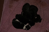 Nestje Kittens_004